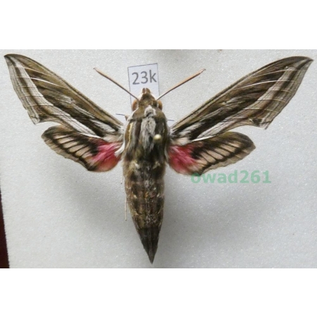 Hippotion celerio (Linnaeus, 1758) Croatia23k